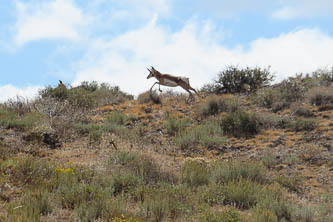 Pronghorn