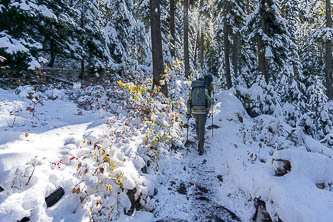 The PCT north of Rainy Pass