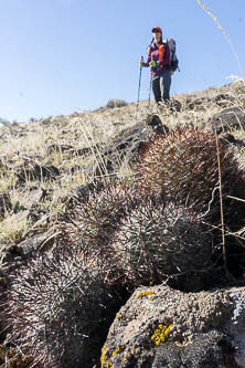 Hedgehog cactus