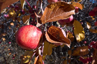 Apple tree from an old homestead