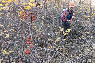 Rose bushwacking