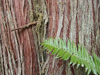 Cedar and sword fern