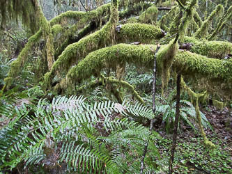 Vine maple and sword fern