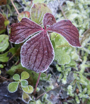 Bunchberry