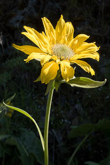 Balsamroot