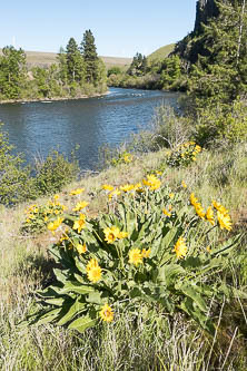 Yakima River