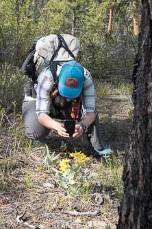 Balsamroot!