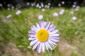 Aster