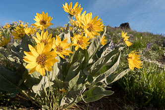 Balsamroot!