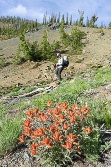 Indian paintbrush