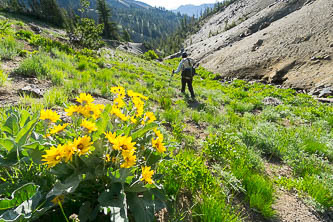 Balsamroot