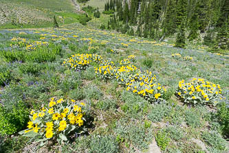 Balsamroot