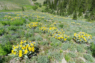 Balsamroot