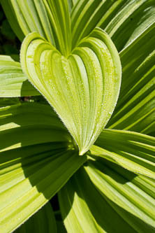 Hellebore