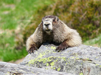 Marmot