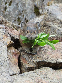 Pika