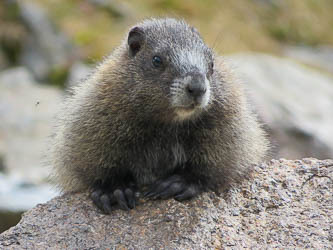 Marmot