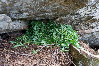 A pika pantry!