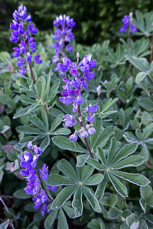 Lupine