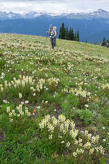 Lousewort