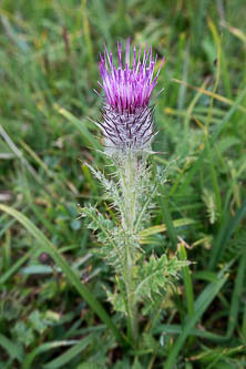 Thistle