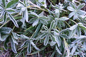 Frosty lupine