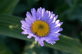 Aster