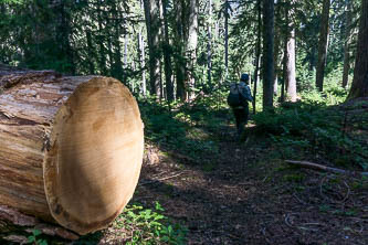 Great trail work on the Gamma Ridge Trail!