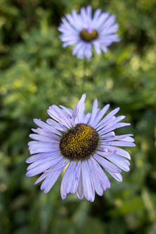 Aster