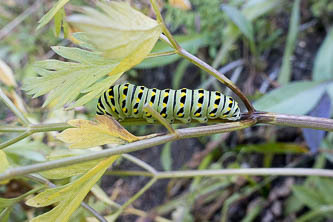 Swallowtail caterpillar?