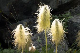 Pasque flower