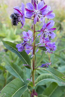 Fireweed