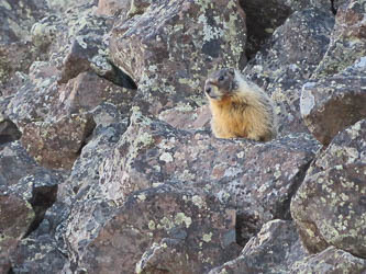 Yellow-bellied marmot!