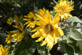 Balsamroot