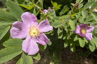 Wild Rose