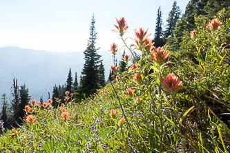 Indian paintbrush