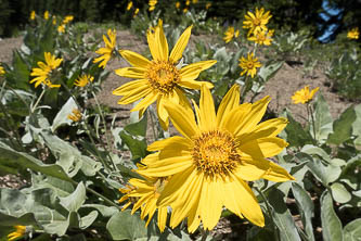 Balsamroot