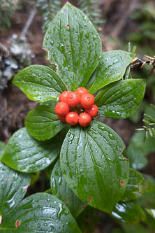 Bunchberry