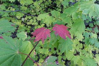 Vine maple