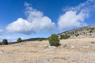 Whitebark Pine