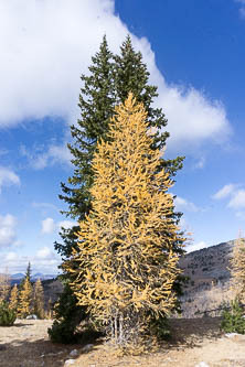 Larch & douglas fir