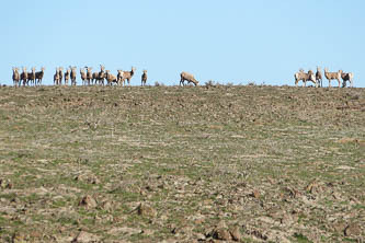 Bighorn sheep