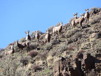 Bighorn sheep