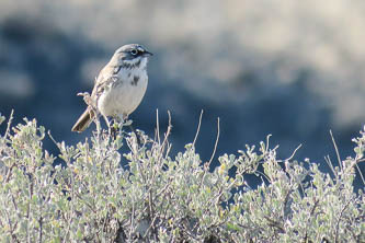 Sagebrush Sparrow