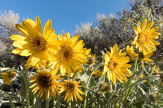 Balsamroot