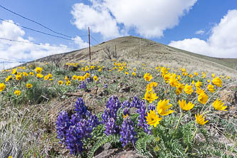 Lupine and balsamroot