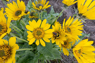 Balsamroot