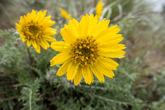 Hooker's balsamroot