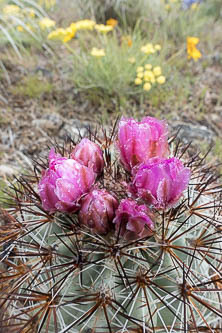 Hedgehog cactus