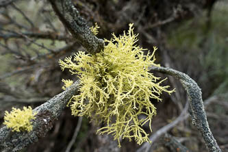 Lichen